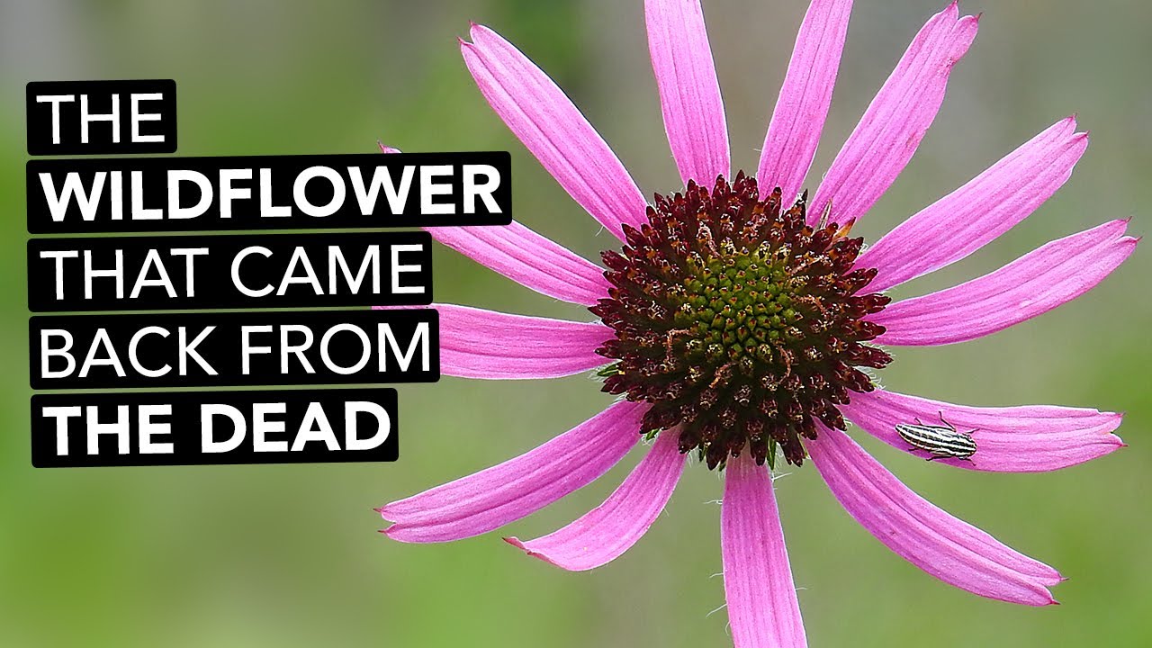 The Wildflower That Came Back From The Dead