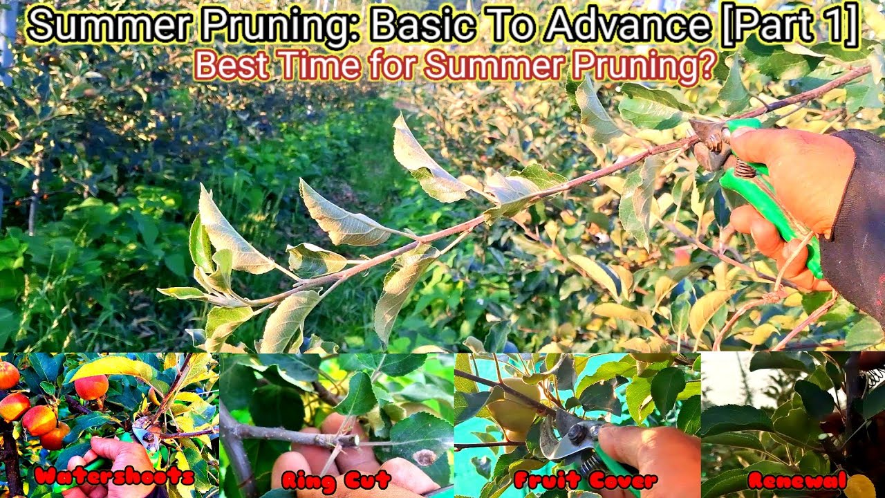 Summer Pruning: High Density orchards upto 3 year plant  [ Part 1] || Magray Orchards