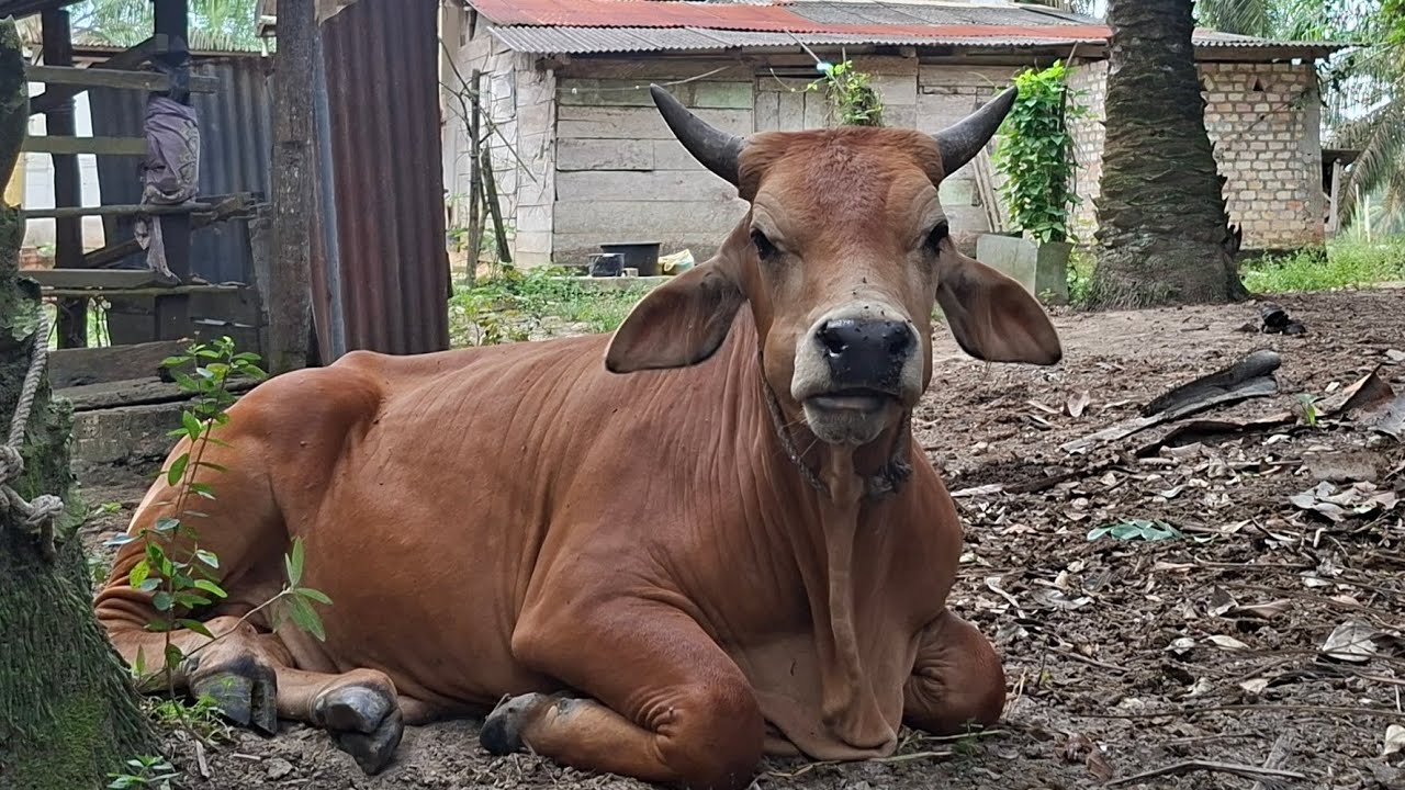 SAPI JANTAN SUPER GEMUK
