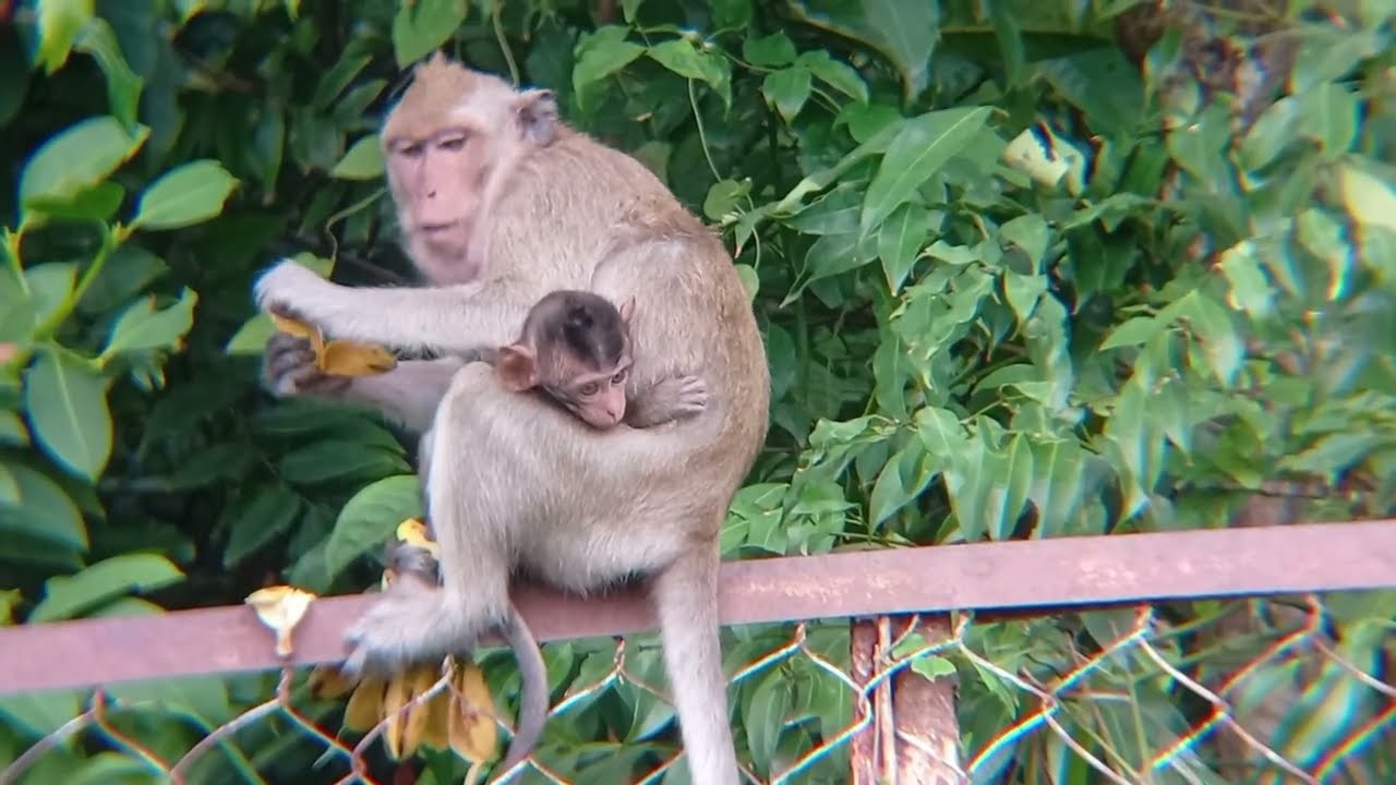 Monkey Forest #forest #jungle #monkey #animals #shorts #1000subscriber #funny #india #indonesia #ai