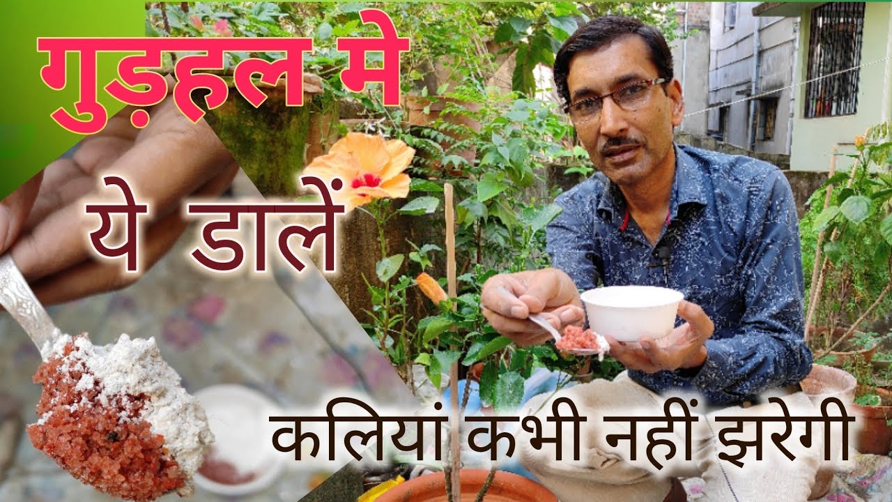 गुड़हल मे कलियां झड़ने के ५ मुख्य कारण और उनके उपचार / Flower bud dropping problem in Hibiscus