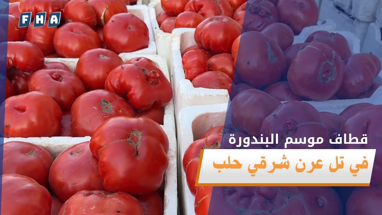 تعد البندورة في السفيرة وتلعرن من أشهر المحاصيل الزراعية في المنطقة  لما تمتاز به من جودة عالية