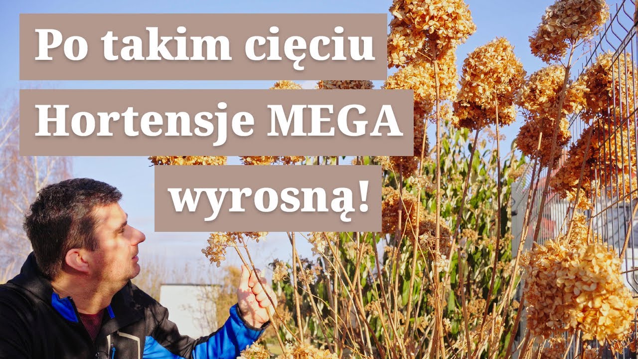 Jak przycinać hortensje, wiosenne cięcie hortensji