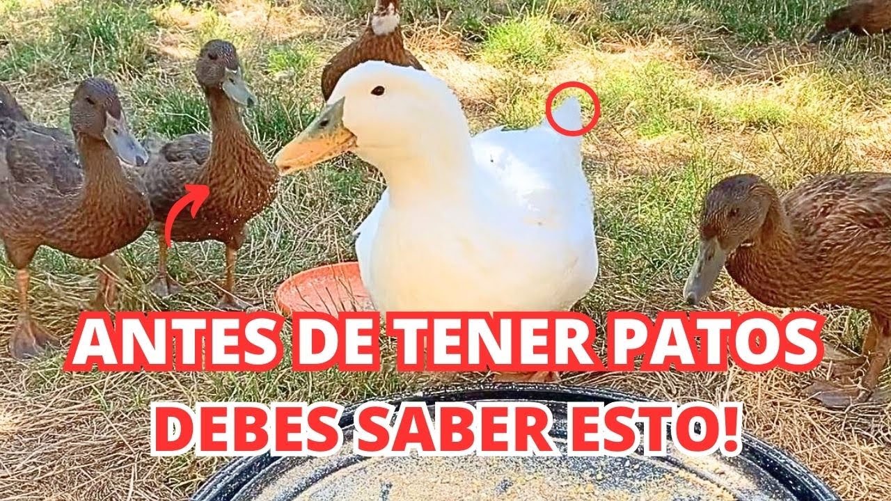 🦆 Todo lo que Necesitas Saber Para Tener tus Primeros Patos y Que no Te Han Contado Antes...