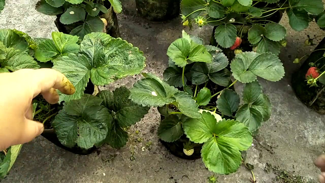 2018/03/26草莓整理分享