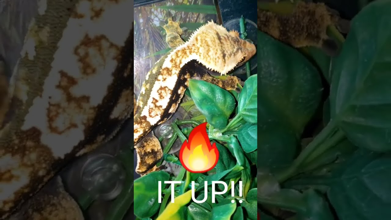 CRESTED GECKOS FIRE IT UP!! 