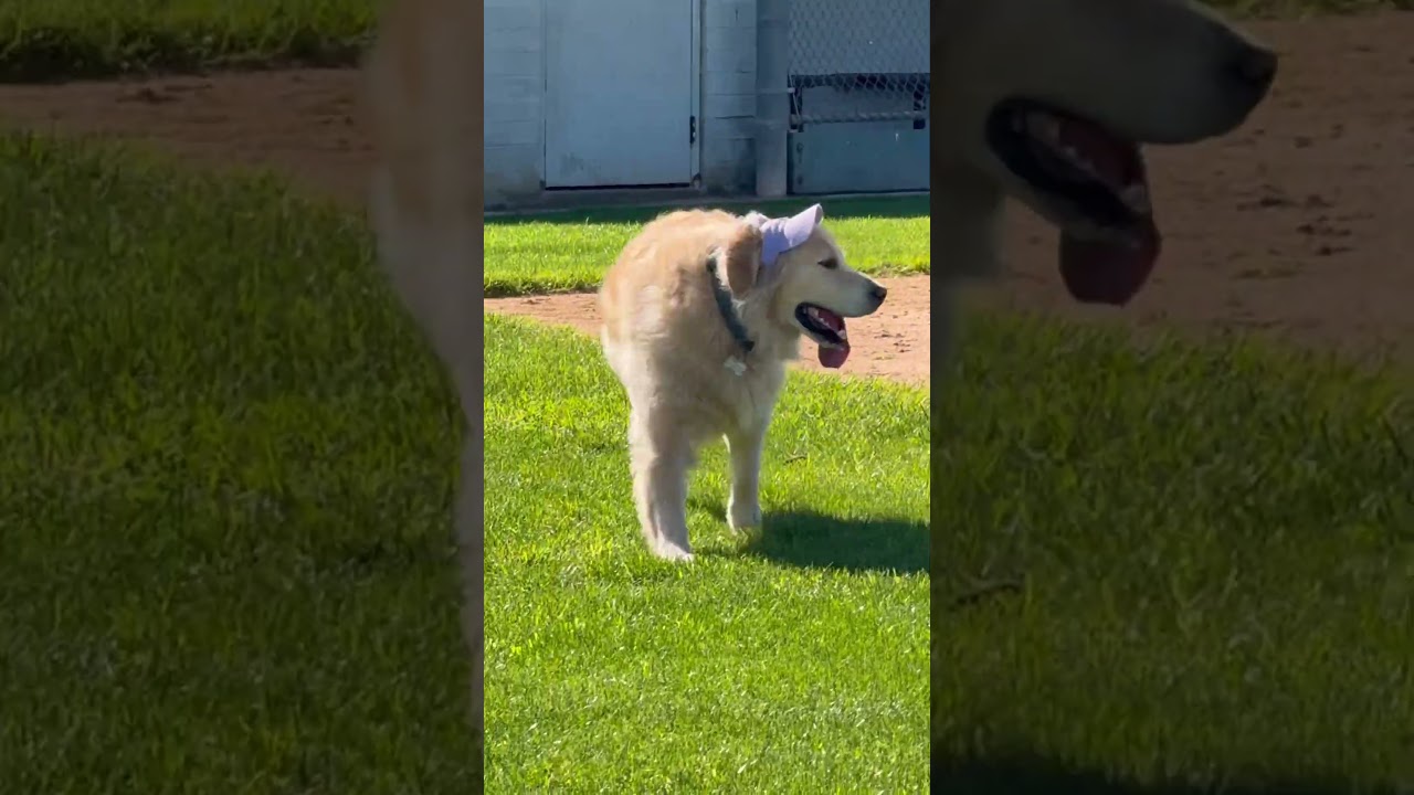 #music #dogbreed #goldenretreivers #puppy #dog #love #pawsn #cute #cuteanimal #pets #puppyface