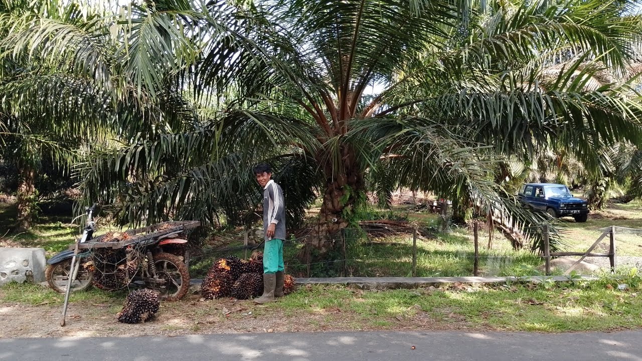 Panen trek harga meroket #sawit 