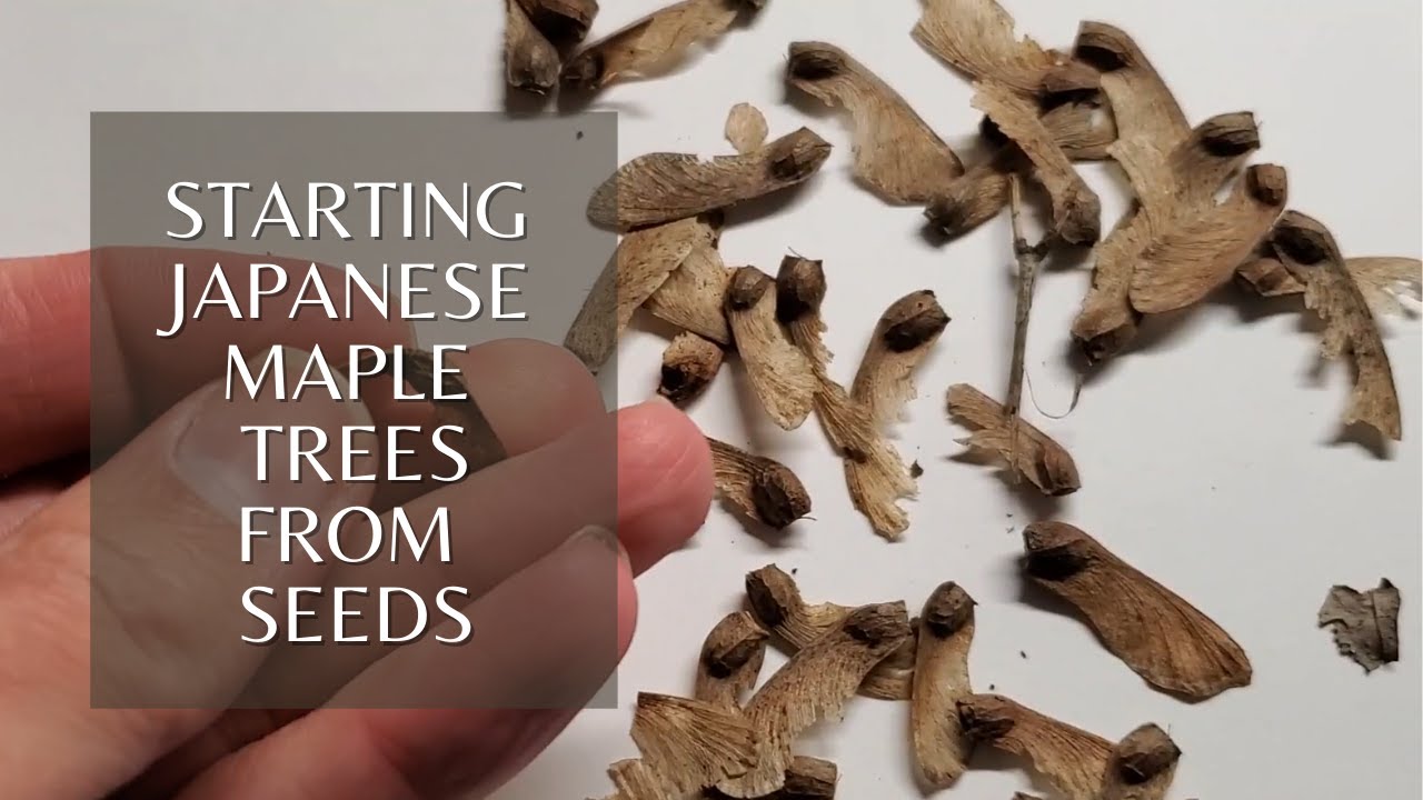 Growing Japanese Maple Trees from Seeds - Start with Stratification