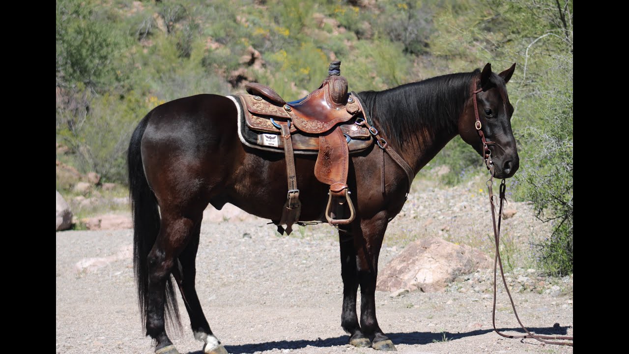 Super Gentle Gorgeous Black Gelding for Sale!! Velvet!!