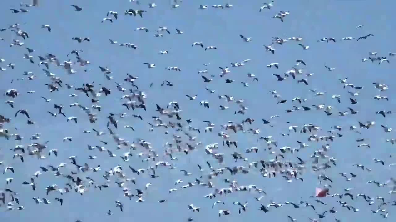 Coast in Crisis: Migrating snow geese make annual stop in Louisiana's eroding Bird's Foot Delta