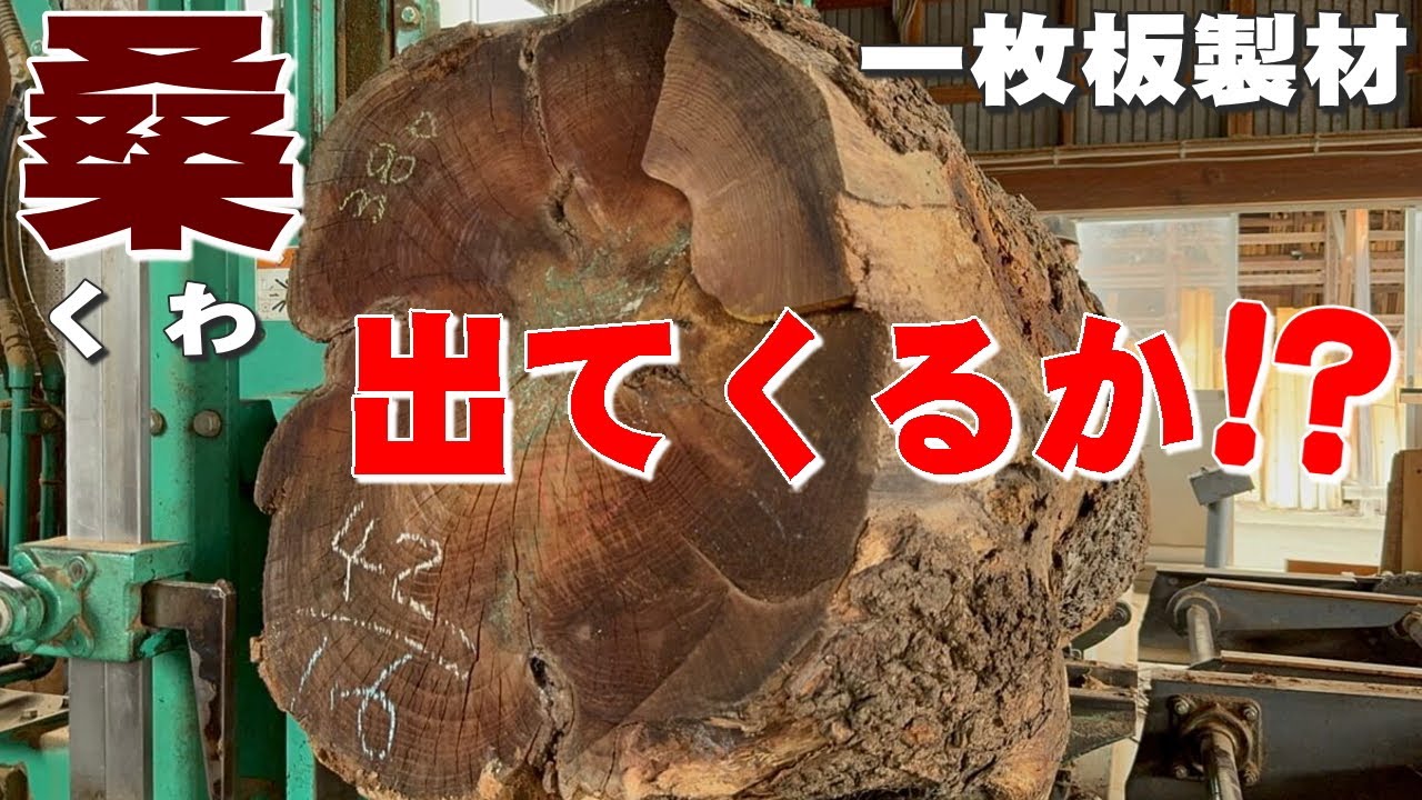【この原木、やっぱり腐ってた！】でも、黄金色の一枚板も出てきた！　岩手県産クワ原木製材　Japanese mulberry log sawing