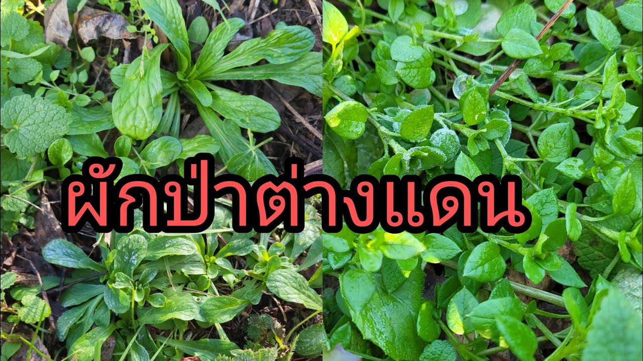 เก็บผักป่ารวมไม่คิดผักจะขึ้นเยอะขนาดนี้งามๆทั้งนั้นเก็บทุกผักทีกินได้