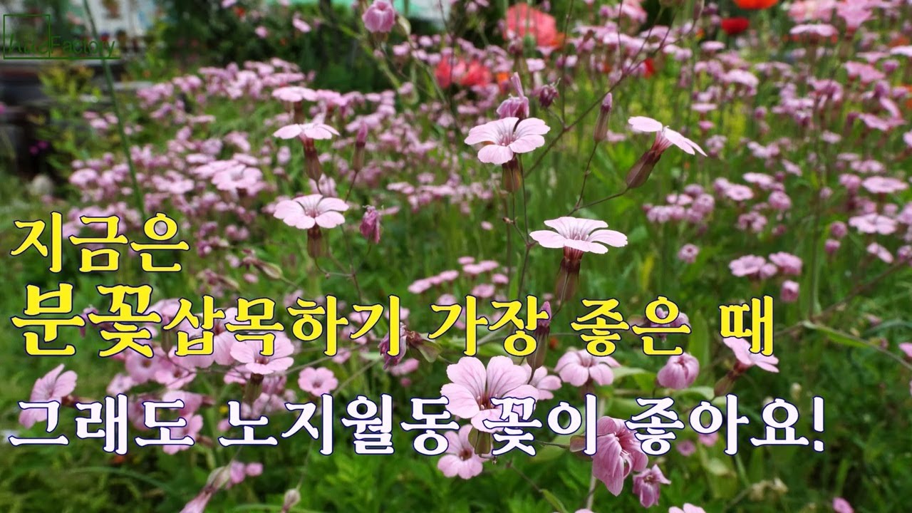 몸 값 비싼 분꽃 삽목은 바로 지금!/노지월동하는 꽃을 심어야 하는 이유/힘든 잡초관리는 나리온 예초기로/Flowers in the May Garden/Gardening tips/