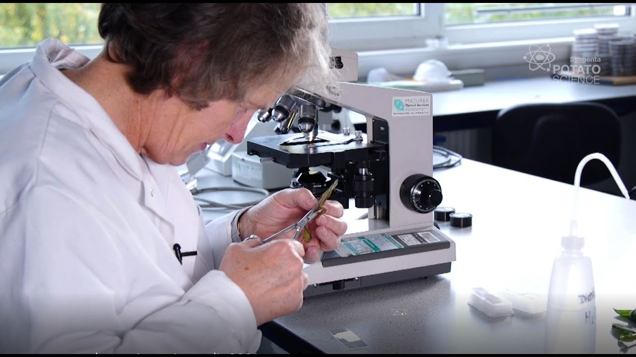 NIAB/ Syngenta Potato Alternaria Project Update