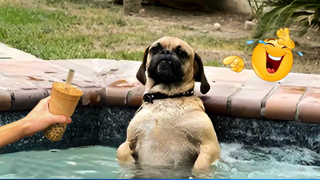 Best Of The 2025 Funny Animal Videos 😹🐶 Cat and Dog Videos That Don't Disappoint You.
