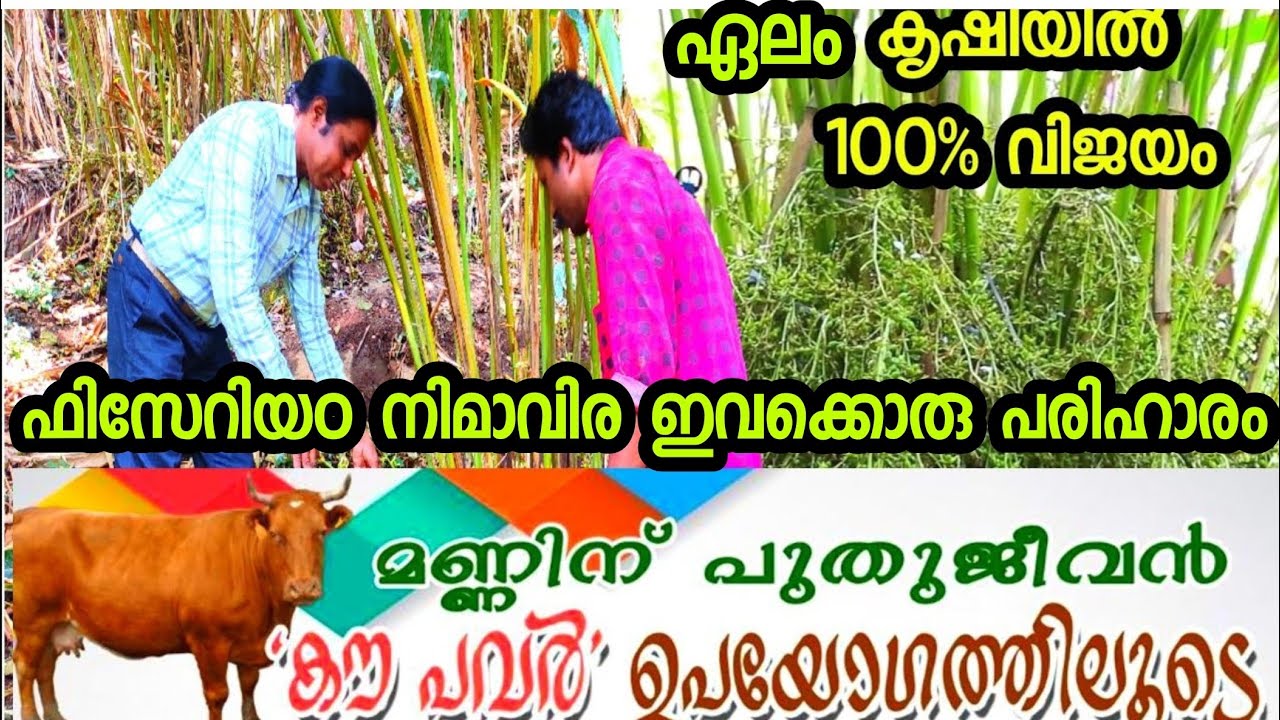 ഏലം വളങ്ങൾ മരുന്നുകൾ #elachi #cardamom pesticides #Disease in cardamom #cardamom fertilizer