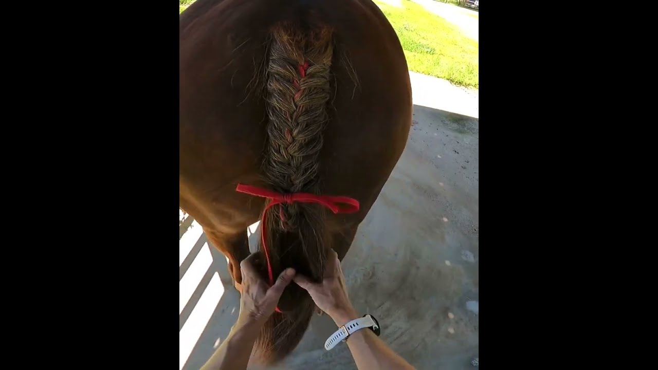 How to braid a (red) ribbon into your horse’s tail