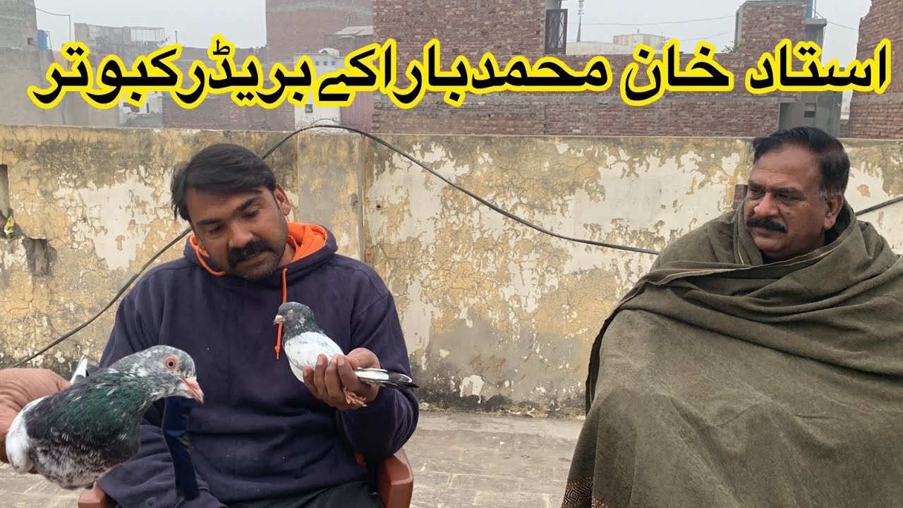 ustad Khan Muhammad bara kay breeder kabootaro ka shoq 🥰||ustad ch kamran