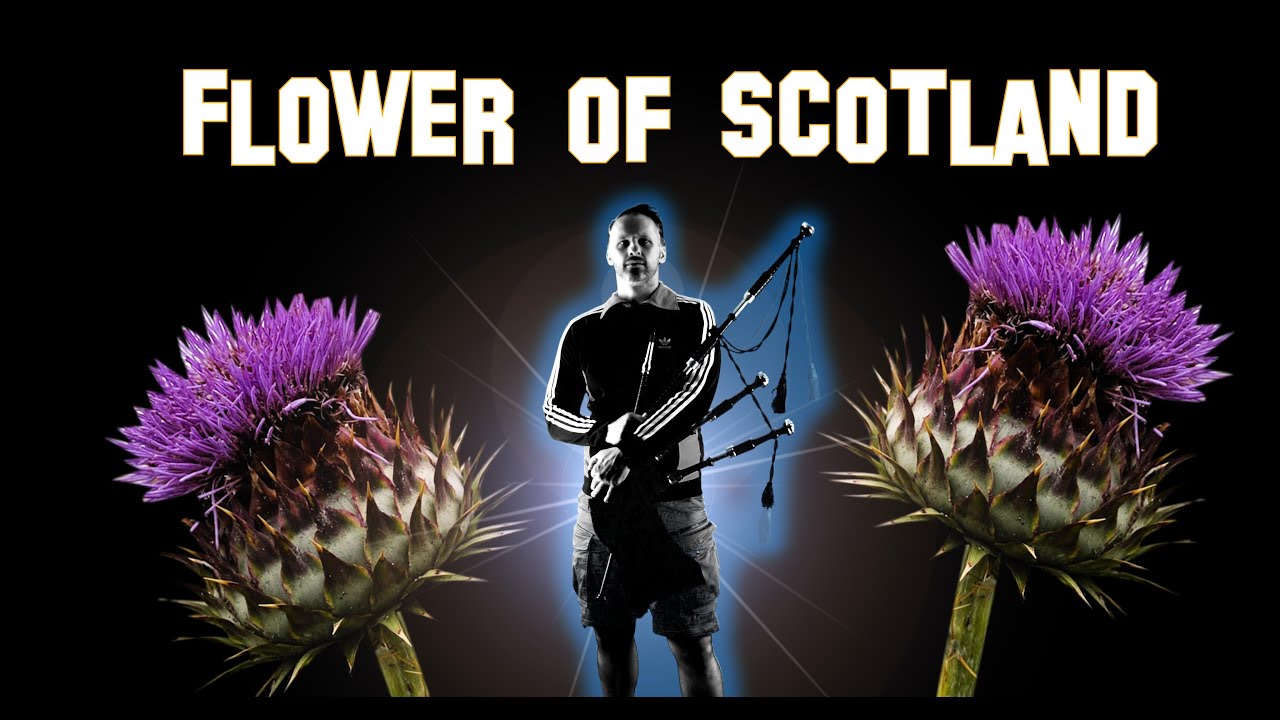 🎼 Flower of Scotland on bagpipes 🎼