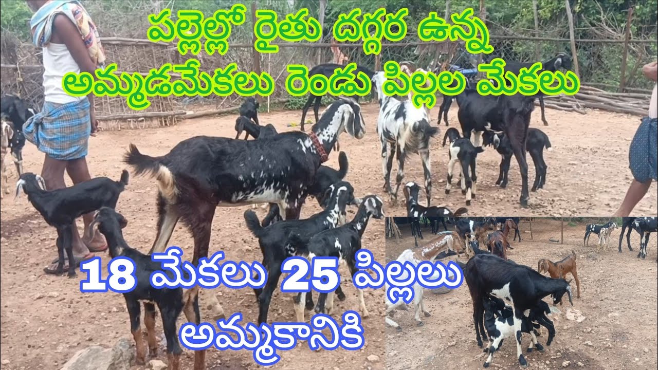 పల్లెల్లో రైతు వారీగా ఉన్న 18 మేకలు 25 పిల్లలు అమ్మకానికి (వెంకీ 6305662856) 27-5-2025