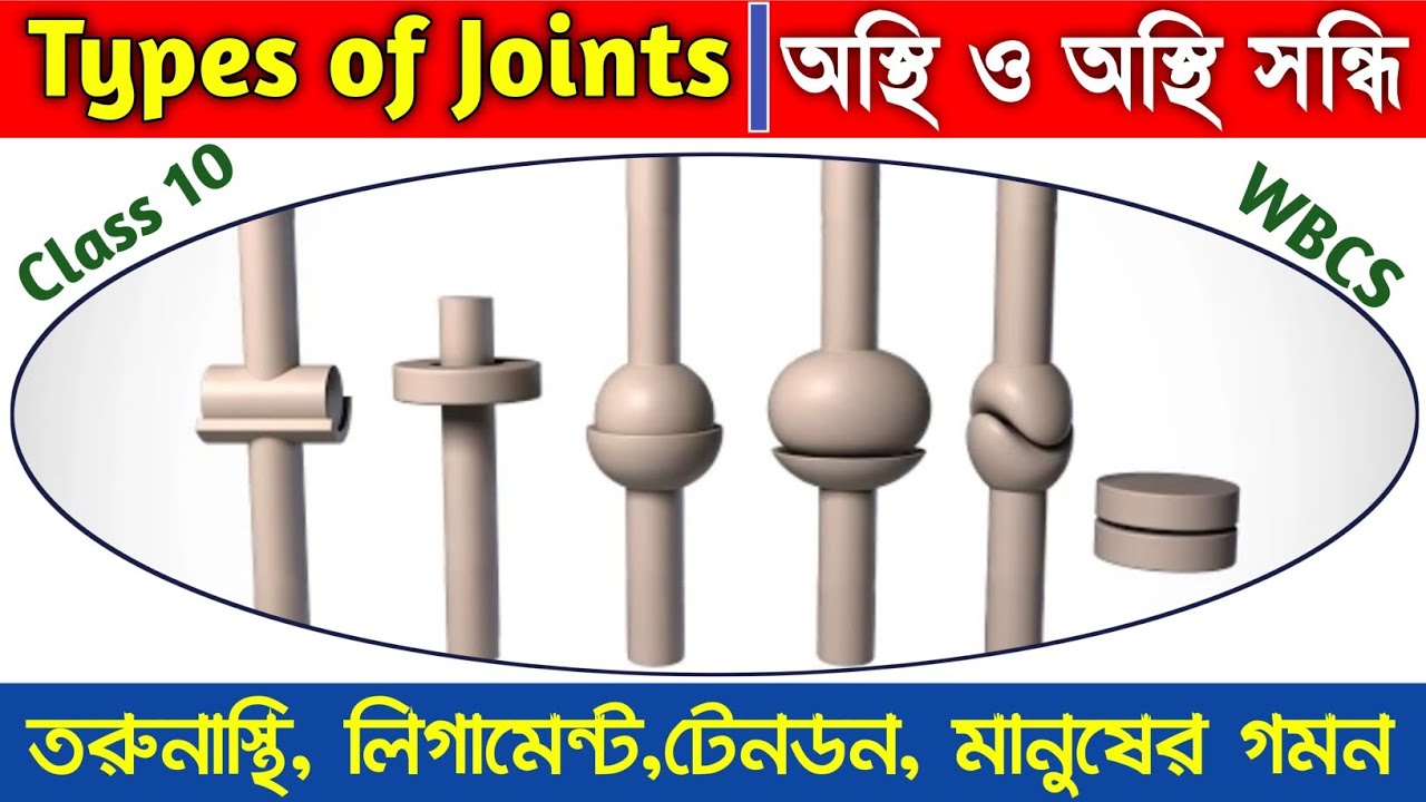 Types of Joints in Human Body । অস্থি ও অস্থি সন্ধি । টেনডন ও লিগামেন্টের পার্থক্য।