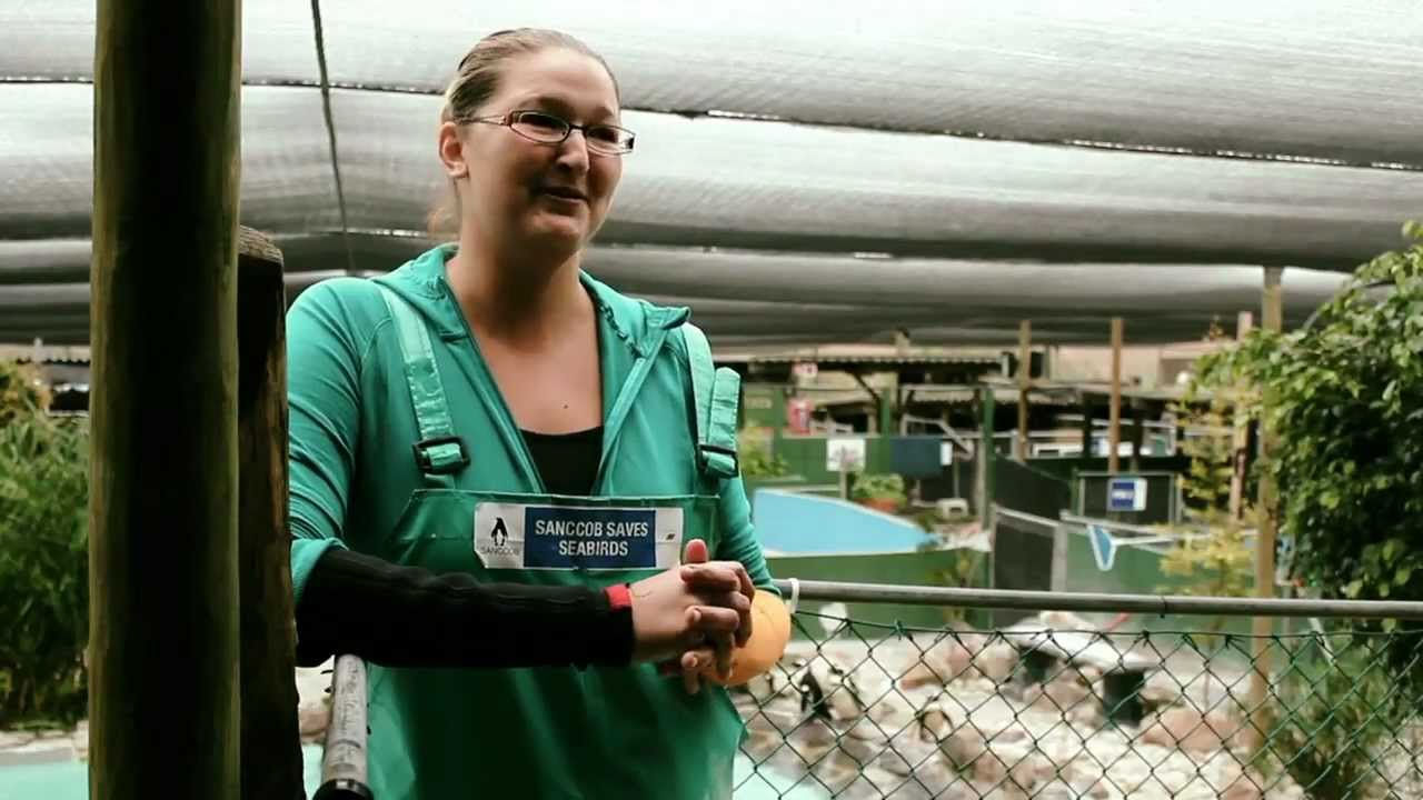 Volunteer Animal Care Project SANCCOB - Cape Town