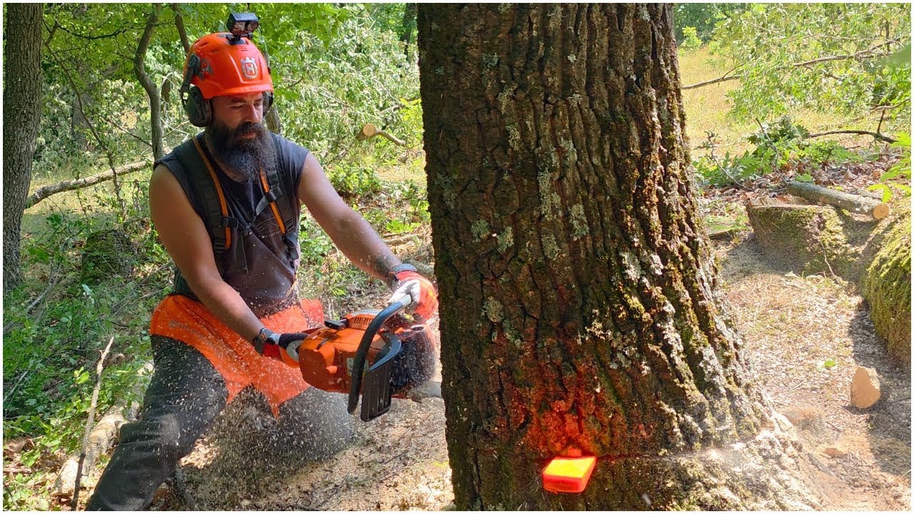 Falling & Bucking A BIG Oak Tree With #husqvarna 390xp - Muffler Mod _ AXEHOLE LOGGER