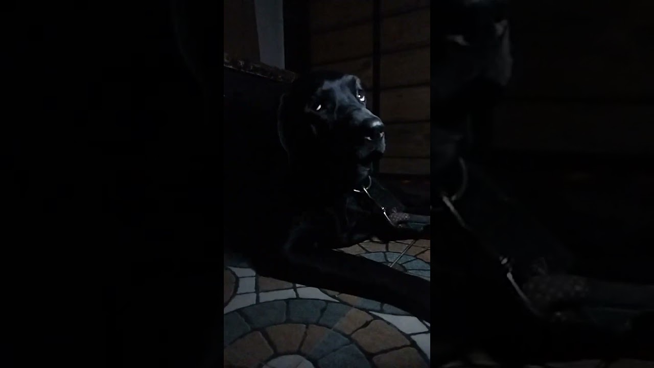 Danny vlog