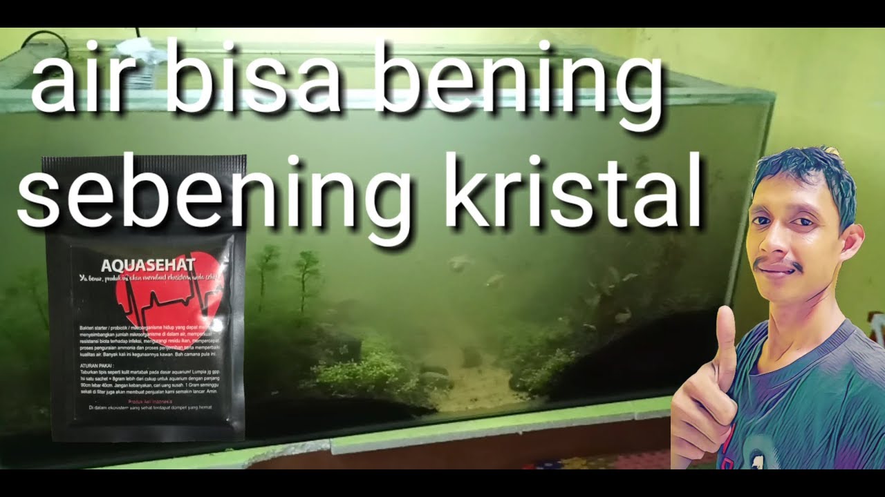 cara menjernihkan air aquarium yang berwarna kuning