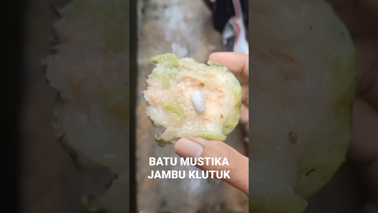 BATU MUSTIKA JAMBU KLUTUK