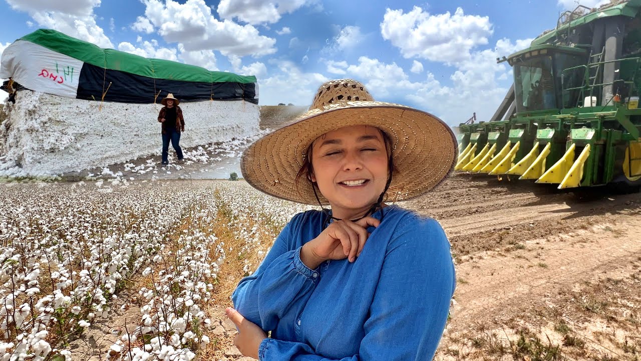 COSECHA DE ALGODÓN EN TAMAULIPAS | CONOZCAN TODO EL PROCESO | PARECE NIEVE
