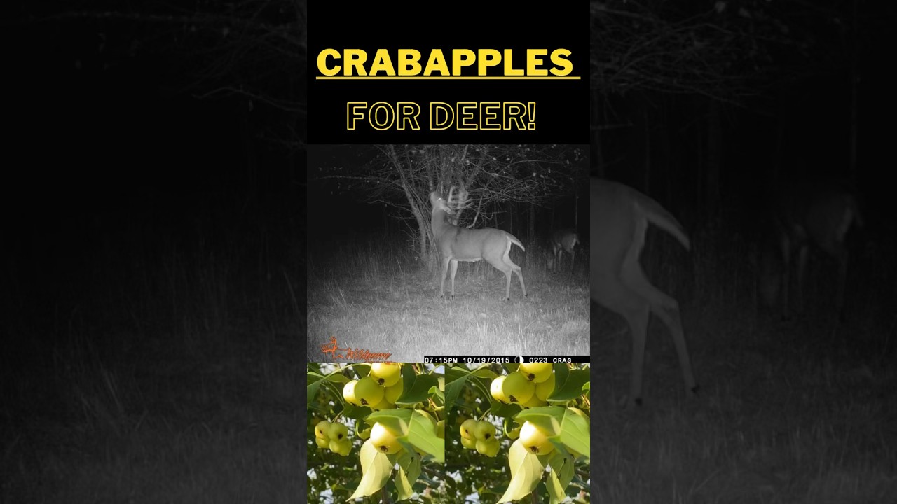 🦌🍏 'Deer Magnet' Trees: Boost Your Hunt with Crabapples! 🏹🌳 