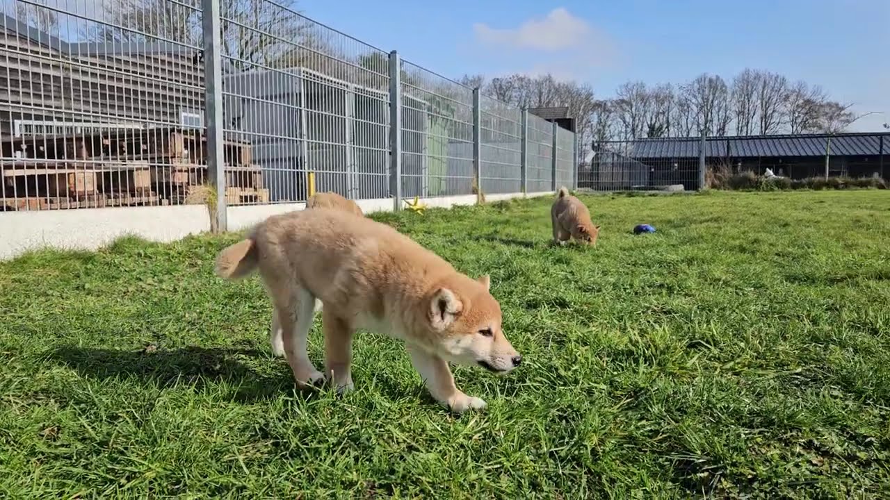 Shiba inu pupsenzo.be chip 0711,0717 en 0718 🥰