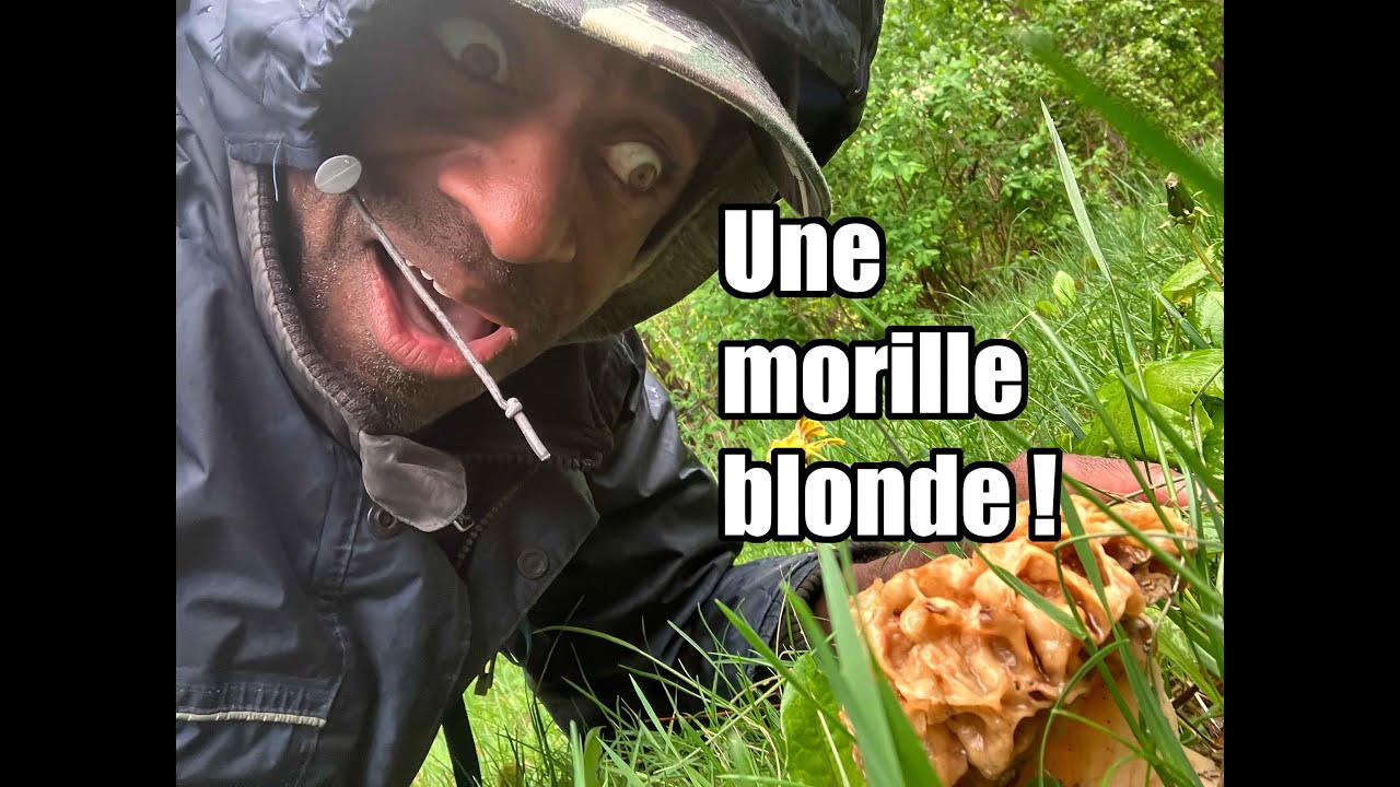 Exploration: d&eacute;couverte d'une Morille blonde! #champignons #mushroom