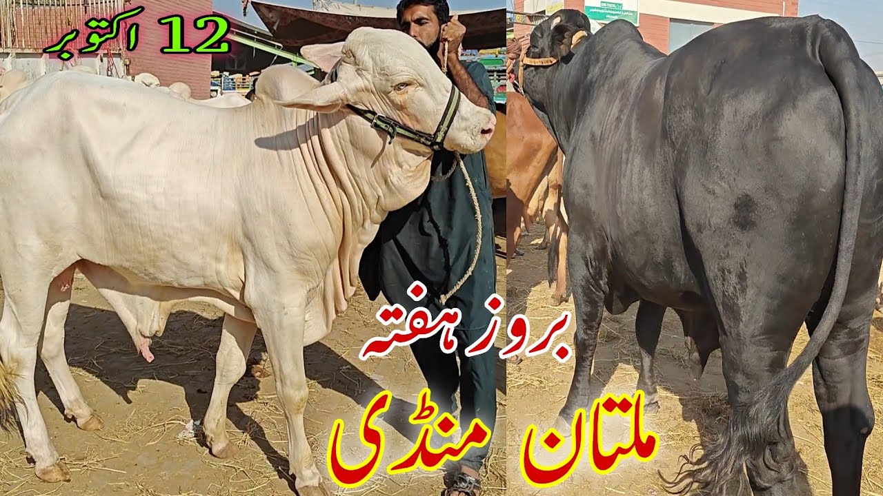 Today Multan Cow Mandi Saturday latest price update || kheerayy janwar 2025