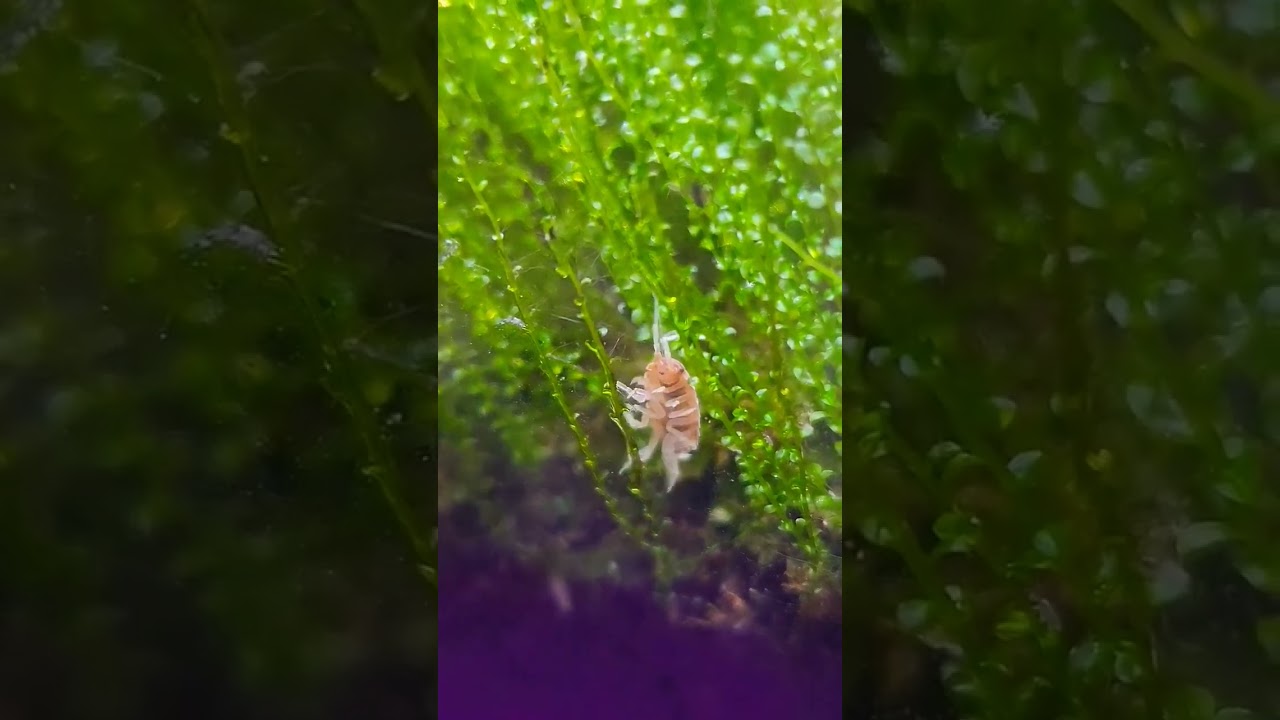 Rolly Polly Bug Waves Hello. Isopod Loves Attention. 