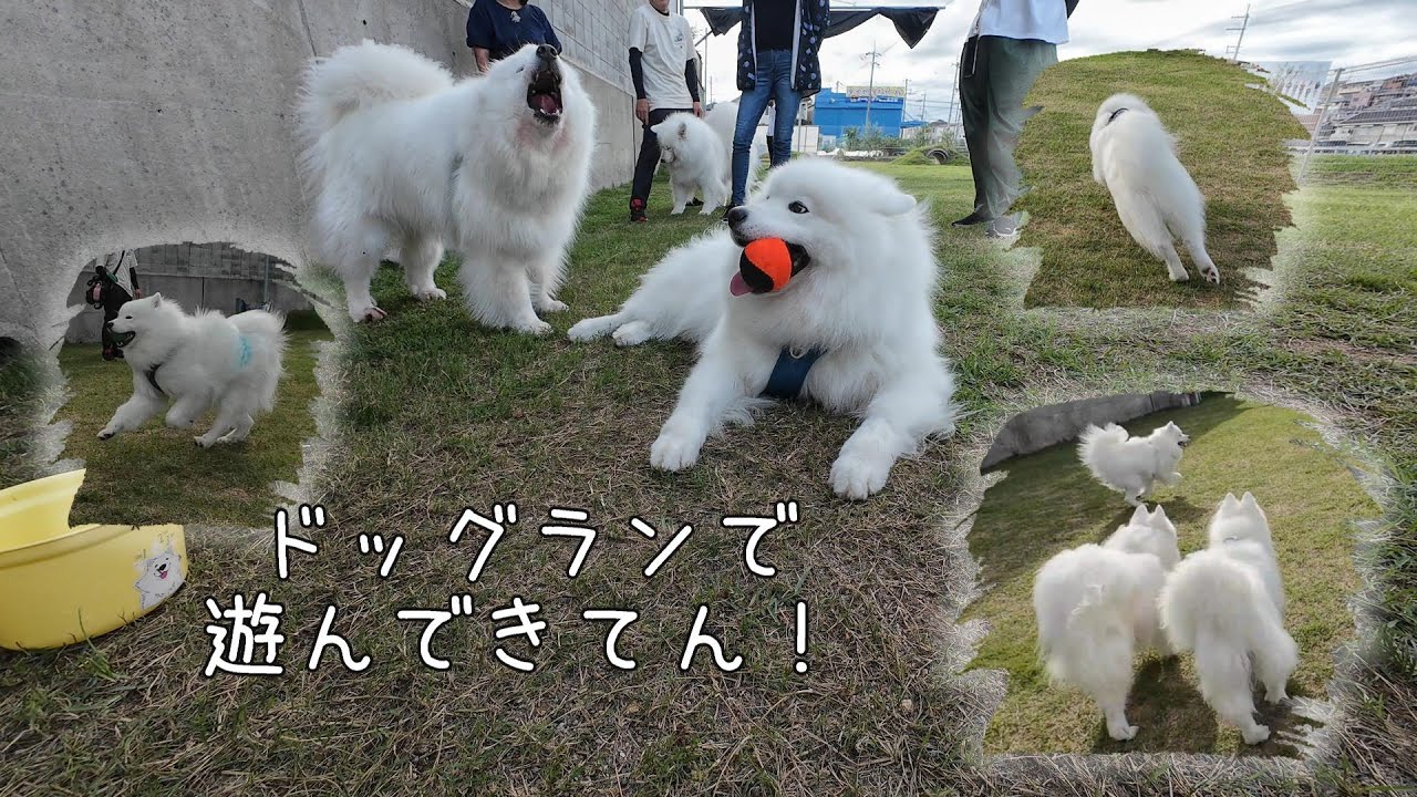 ドッグラン NORUDAさんでお友達と遊んで来ました！！