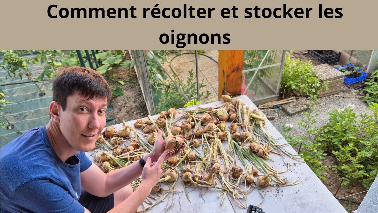 Comment récolter et stocker les oignons