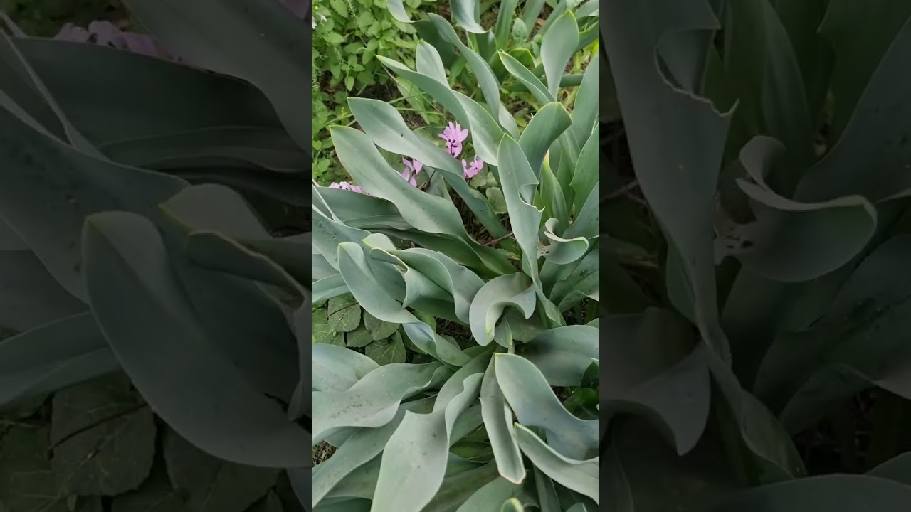 Время цветения🌺🌺🌺