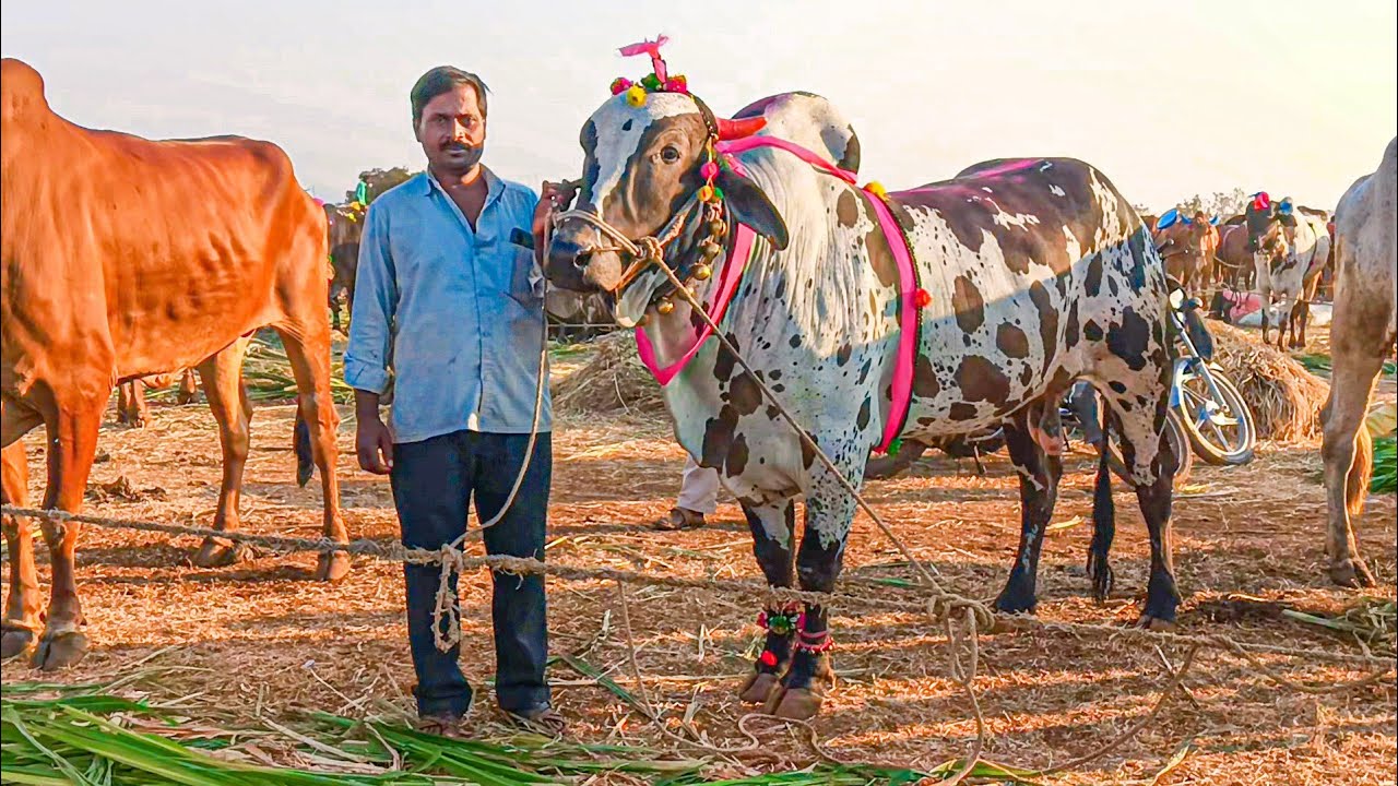 పశు ప్రదర్శన న్యాల్కల్ జహీరాబాద్ తెలంగాణ nyalkal jathara zahirabhad telangana पशु सम्मेलन तेलंगाना