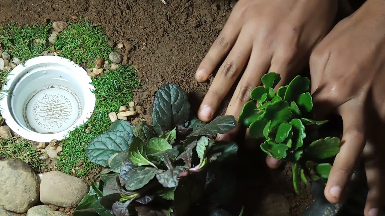 අපි   සිගිති උද්‍යානයක් හදමුද ?
