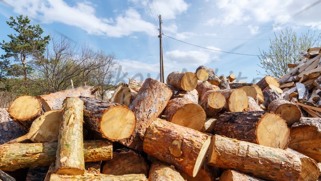 Heap of round pine logs. Time Lapse