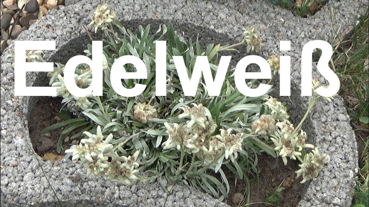 Edelweiss pflegen pflanzen d&uuml;ngen gie&szlig;en Standort &uuml;berwintern Leontopodium
