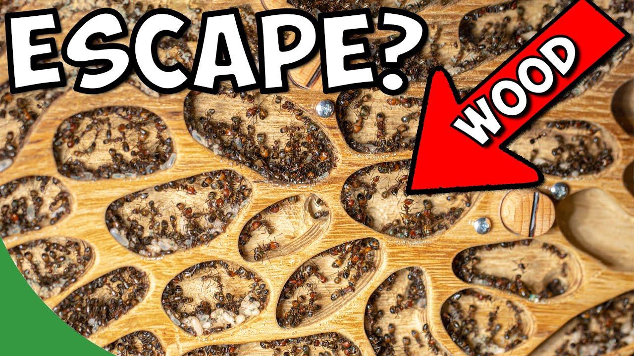 I Put 10,000 Carpenter Ants In A Wooden Nest - Here Is What Happened...