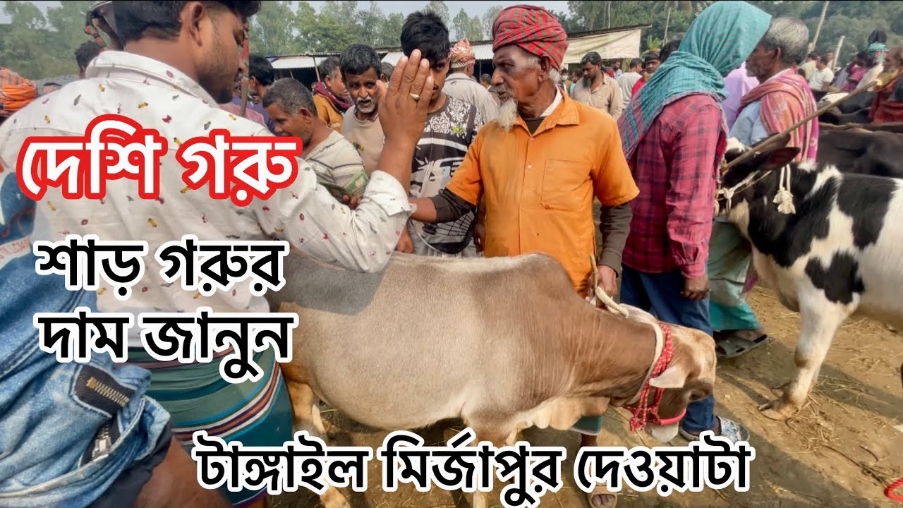 শাড় গরুর দাম জানুন দেশি জাত দেশি-বিদেশি গরু পাওয়া যায় #cow #কৃষি_খামার #কৃষকদের #ছাগল 