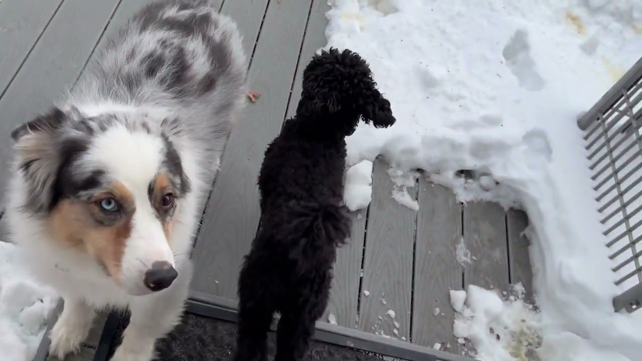 Cali, Daisy, Ollie, Max, Rocky, Toby & Salem