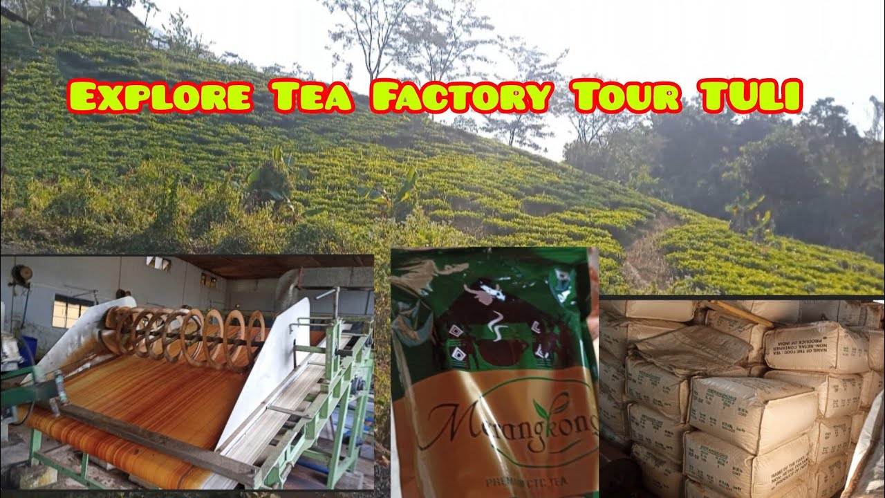"Exploring Tuli Tea Factory Tour: Behind the Scenes  # Tea Factory# Tuli North East India 
