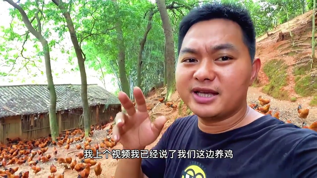 养鸡很赚钱？冲动到辞工回家创业养鸡，这视频让你梦想碎一地