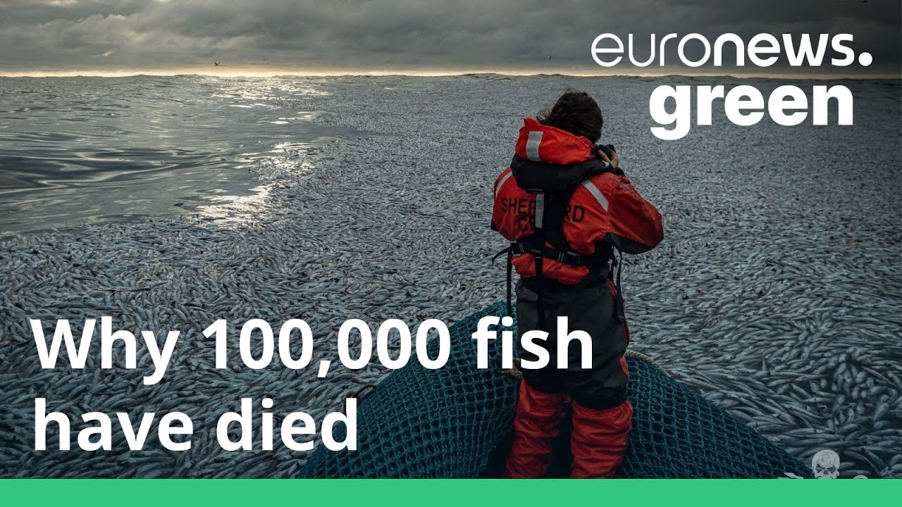Shocking&rsquo; footage shows more than 100,000 dead fish discarded off the coast of France